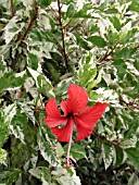 HIBISCUS ROSA-SINENSIS COOPERI