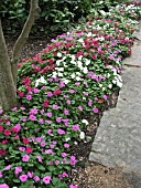 IMPATIENS WALLERIANA MIX