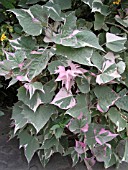 IPOMOEA TRICOLOR