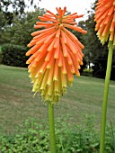 KNIPHOFIA ROOPERI