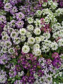 LOBULARIA MARITIMA MIX