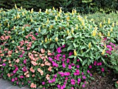 PACHYSTACHYS LUTEA AND IMPATIENS MIX