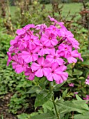 PHLOX PANICULATA VICTORIA