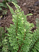 POLYSTICHUM ROTUNDATUM