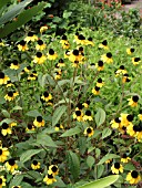 RUDBECKIA TRILOBA