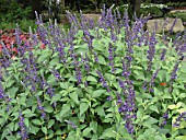 SALVIA INDIGO SPIRES