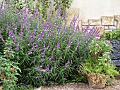 SALVIA LEUCANTHA