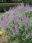 SALVIA LEUCANTHA SANTA BARBARA