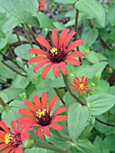 ZINNIA RED SPIDER