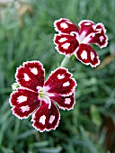 DIANTHUS SPANGLED STAR