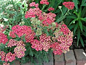 ACHILLEA MILLEFOLIUM FANAL