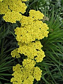 ACHILLEA MILLEFOLIUM MOONSHINE