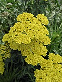 ACHILLEA MILLEFOLIUM MOONSHINE