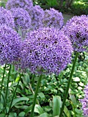 ALLIUM GLOBEMASTER