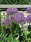 ALLIUM GLOBEMASTER