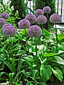 ALLIUM GLOBEMASTER