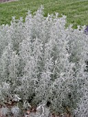 ARTEMISIA LUDOVICIANA SILVER FROST