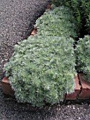 ARTEMISIA SCHMIDTIANA SILVER MOUND