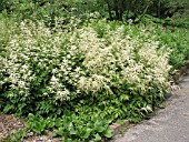 ARUNCUS SINENSIS CHILD OF TWO WORLDS, (SYN. ARUNCUS DIOICUS ZWEIWELTENKIND)