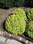 BERBERIS THUNBERGII GOLDEN NUGGET