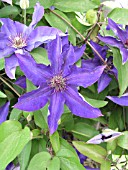 CLEMATIS LADY BETTY BALFOUR