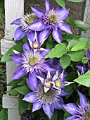 CLEMATIS MULTI BLUE