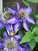 CLEMATIS MULTI BLUE