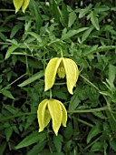 CLEMATIS TANGUTICA