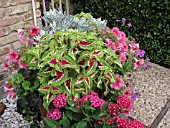 CONTAINER PLANTING COLEUS, PETUNIA, SENECIO, PENTAS, VERBENA