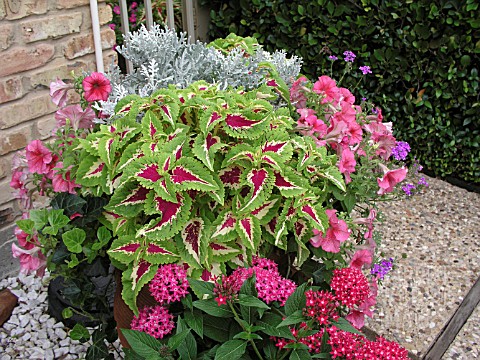 CONTAINER_PLANTING_COLEUS_PETUNIA_SENECIO_PENTAS_VERBENA