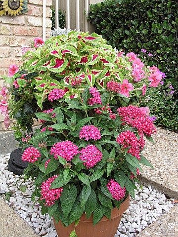 CONTAINER_PLANTING_COLEUS_PETUNIA_SENECIO_PENTAS_VERBENA