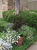 CONTAINER PLANTING PENNISETUM, ZINNIA, SALVIA