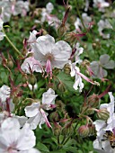 GERANIUM CANTABRIGIENSE BIOKOVO