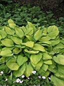 HOSTA GOLD STANDARD