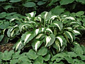 HOSTA MIDDLE RIDGE