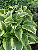 HOSTA MONTANA AUREOMARGINATA