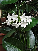 STEPHANOTIS FLORIBUNDA, (SYN. STEPHANOTIS JASMINOIDES)