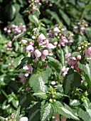 LAMIUM MACULATUM SHELL PINK