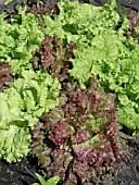 LETTUCA MIX LACTUCA