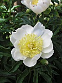 PAEONIA LOTUS QUEEN