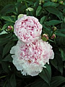 PAEONIA SHIRLEY TEMPLE