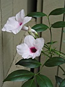 PANDOREA JASMINOIDES