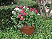 CONTAINER PLANTING PENTAS LANCEOLATA