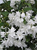 PHILADELPHUS BUCKLEYS QUILL