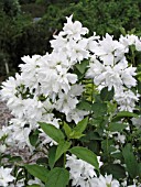 PHILADELPHUS BUCKLEYS QUILL