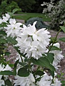 PHILADELPHUS BUCKLEYS QUILL