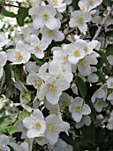 PHILADELPHUS LEWESII WATERTON