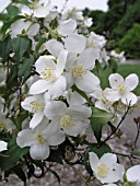 PHILADELPHUS LEWESII BLIZZARD