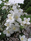 PHILADELPHUS LEWESII BLIZZARD