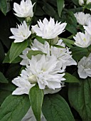 PHILADELPHUS MINIATURE SNOWFLAKE